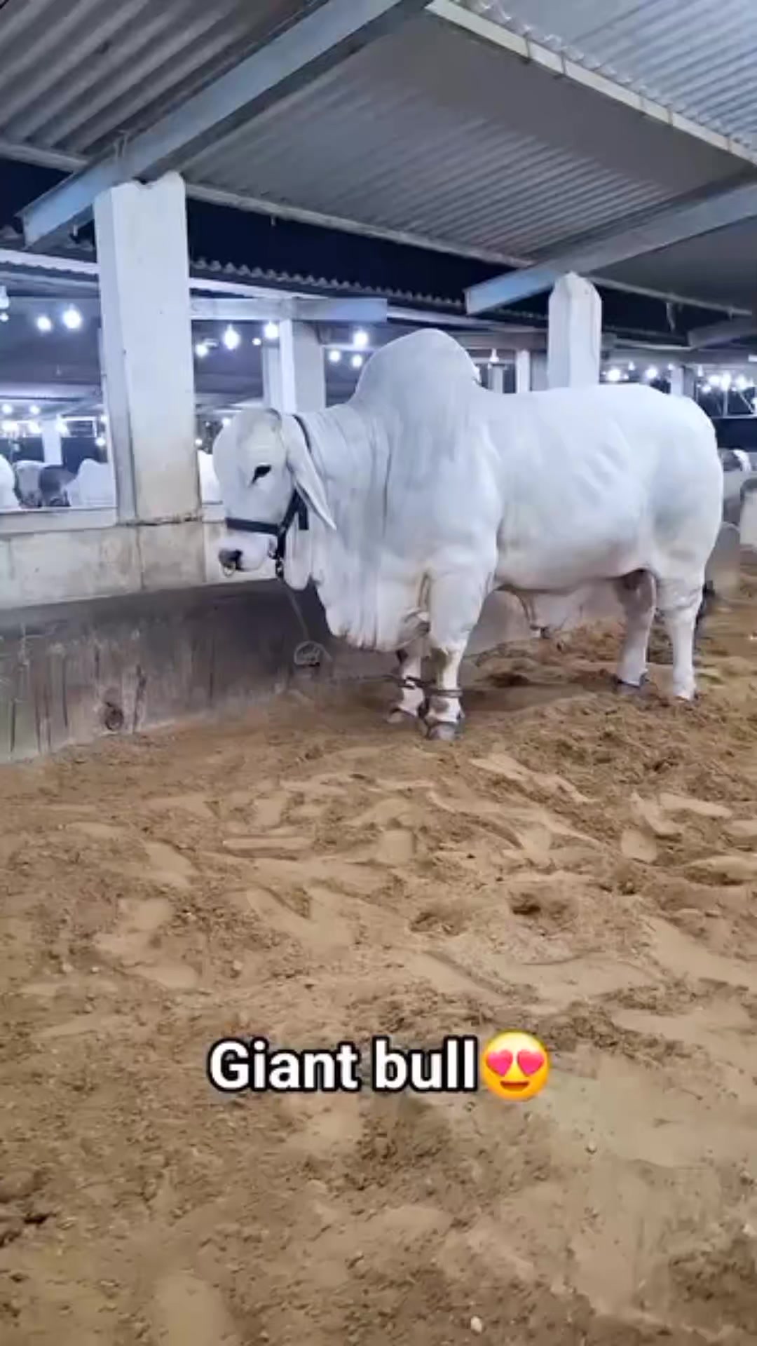 @Sameer._.Raza🤣