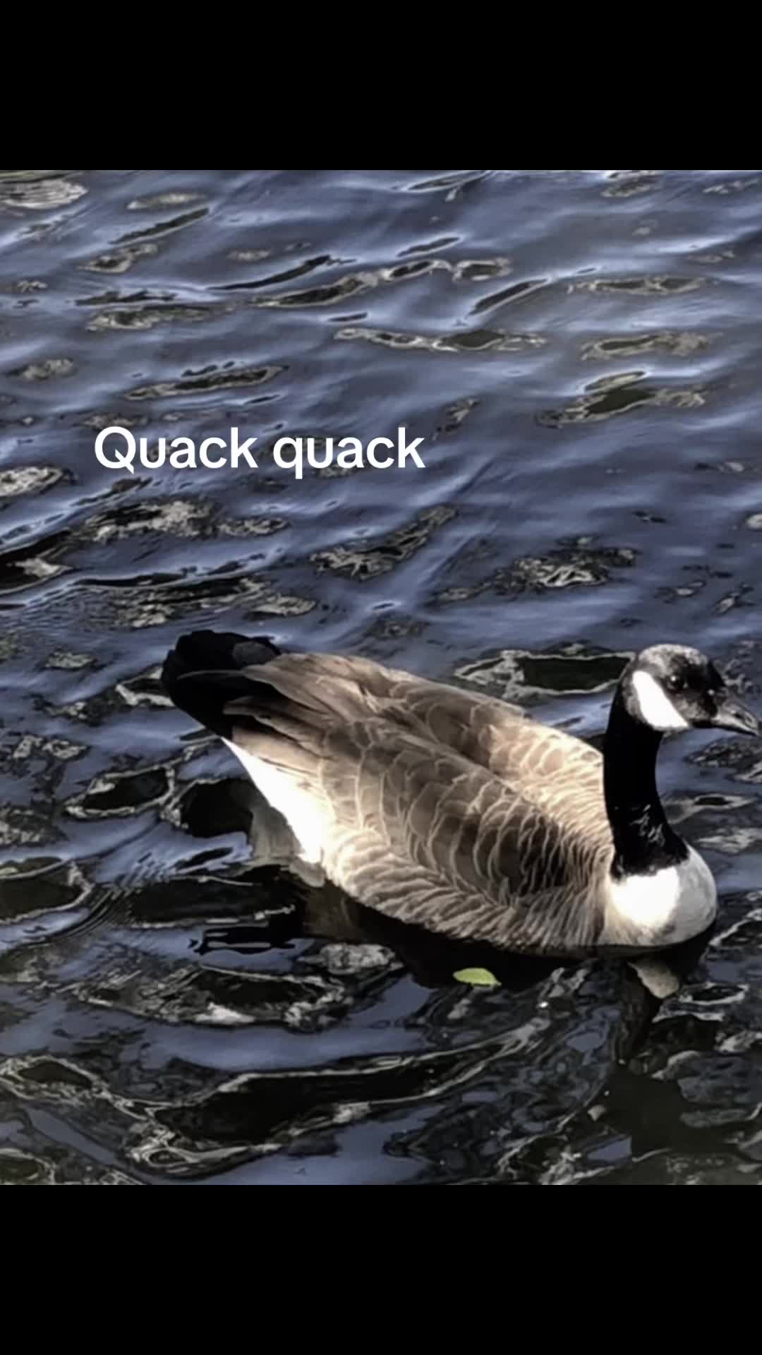 @Sir Quackington