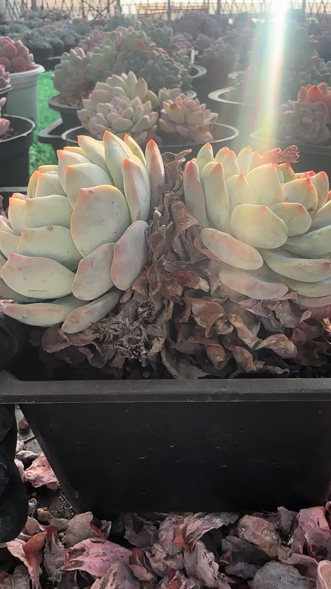 @云萌多肉