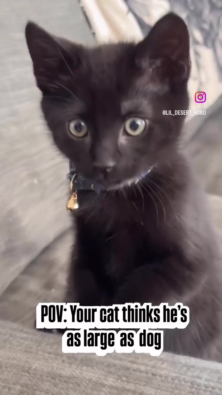 @Lil_desert_hobo