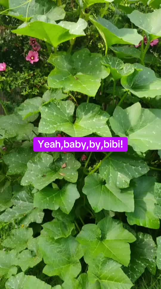 @YEAH BABY BY BIBI!