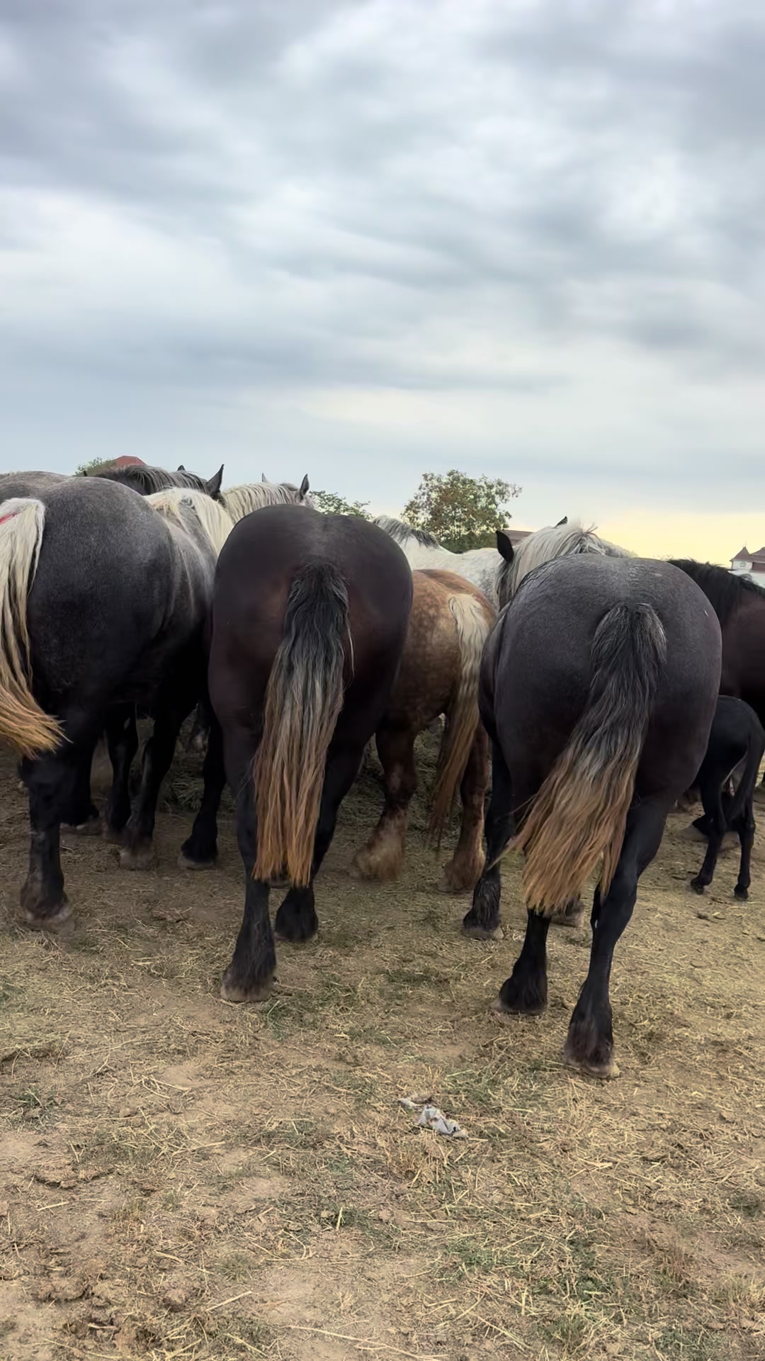 @🐴Spartanu🐴