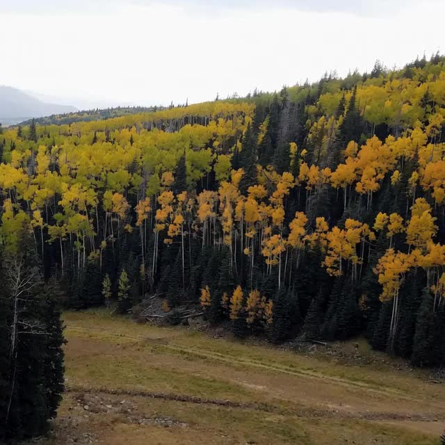 @SalmonInTheDesert