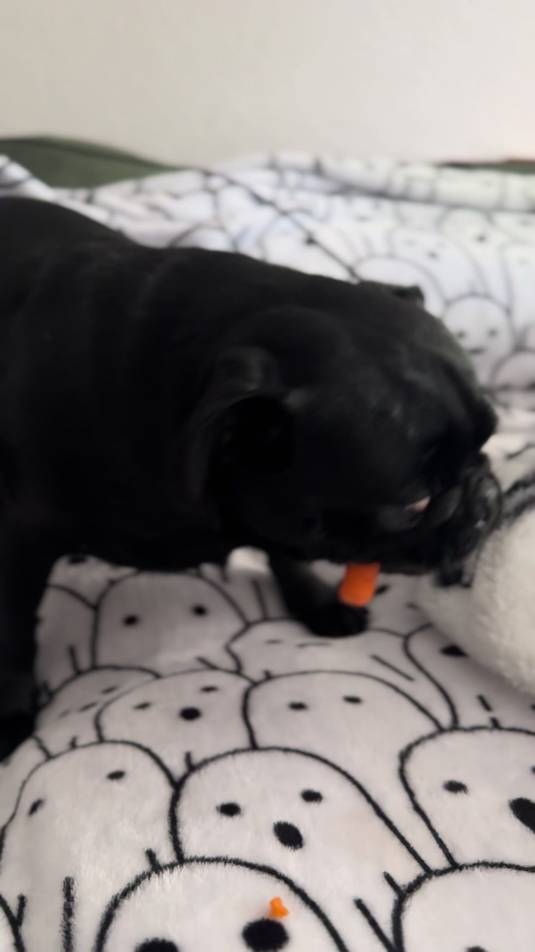 @Hershey The Pug