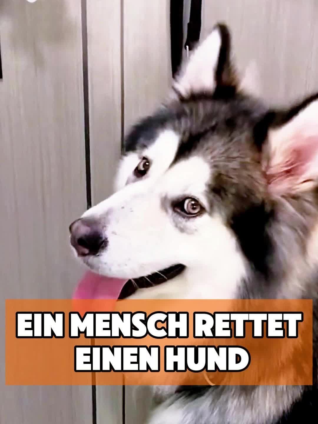 @toto_tier