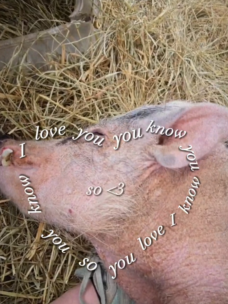 @Hidden Acres Animal Sanctuary