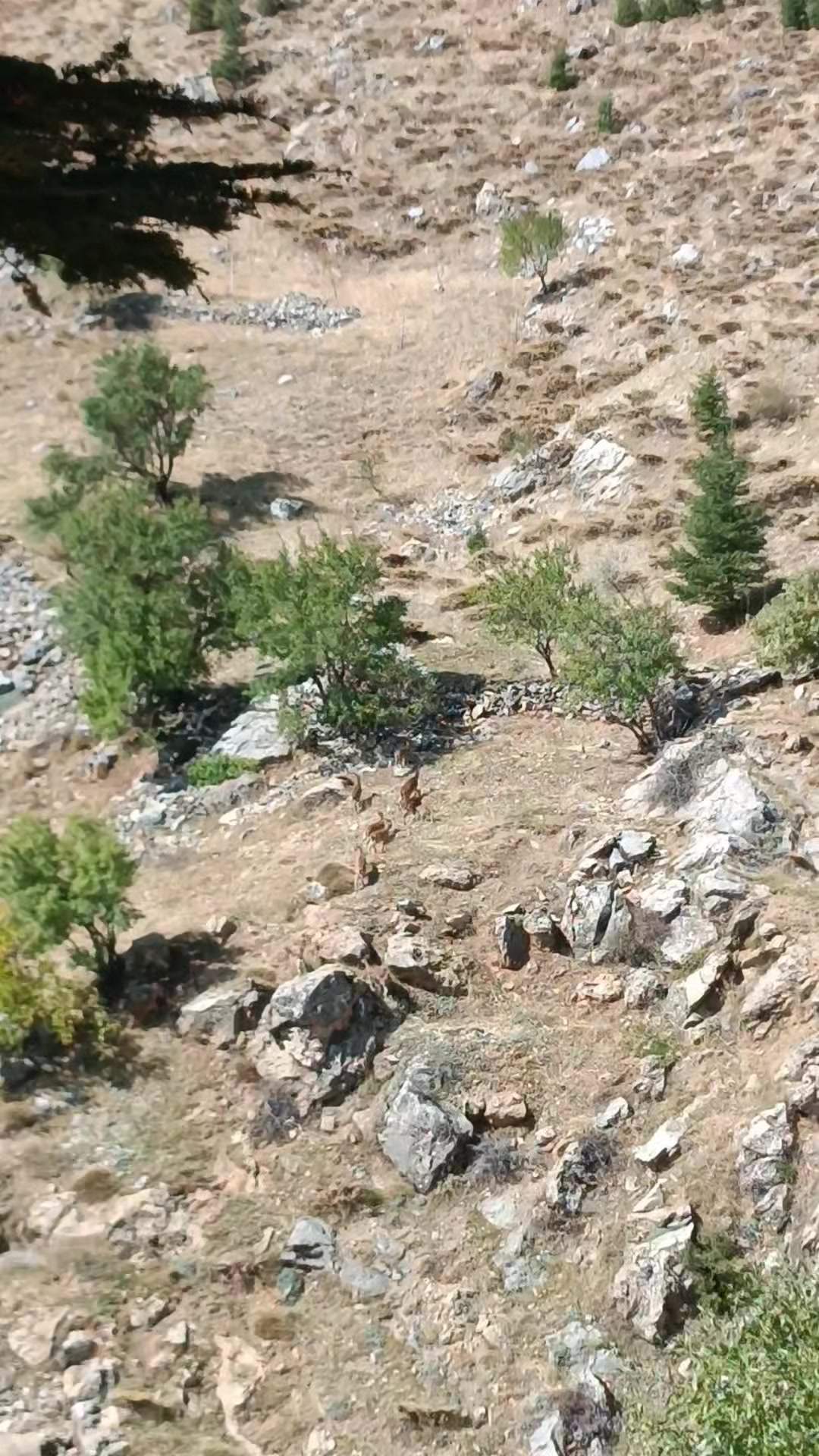 @DAĞCI.46