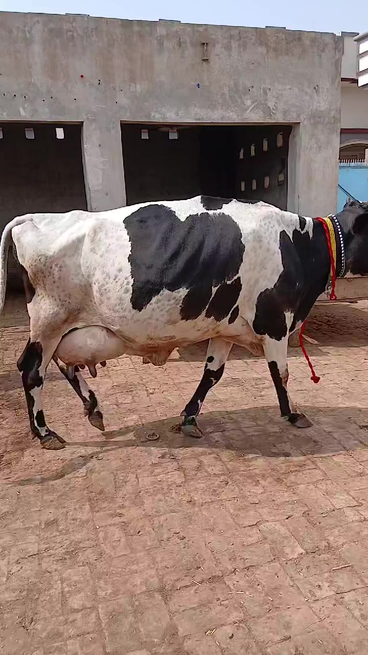 @Farming and Business Ideas