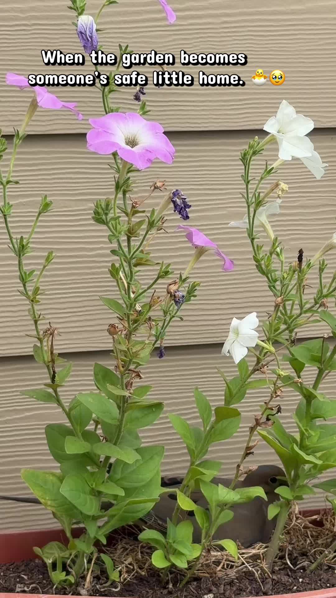 @Anjilakharel🩺