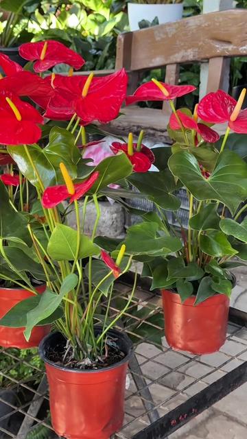 @BM-JOV GARDEN CENTER