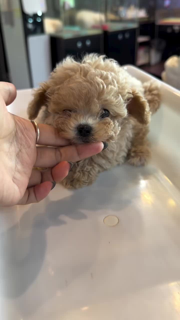 @Paradise Puppies🐶