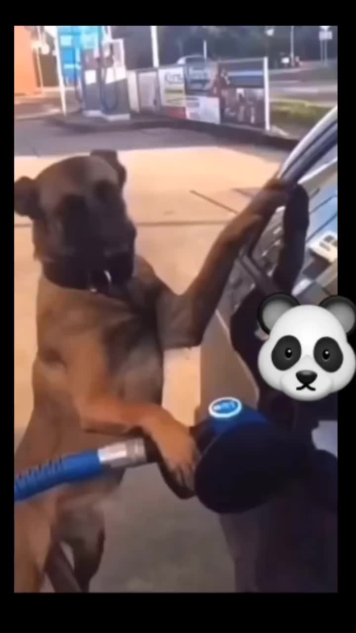 @el panda solitario
