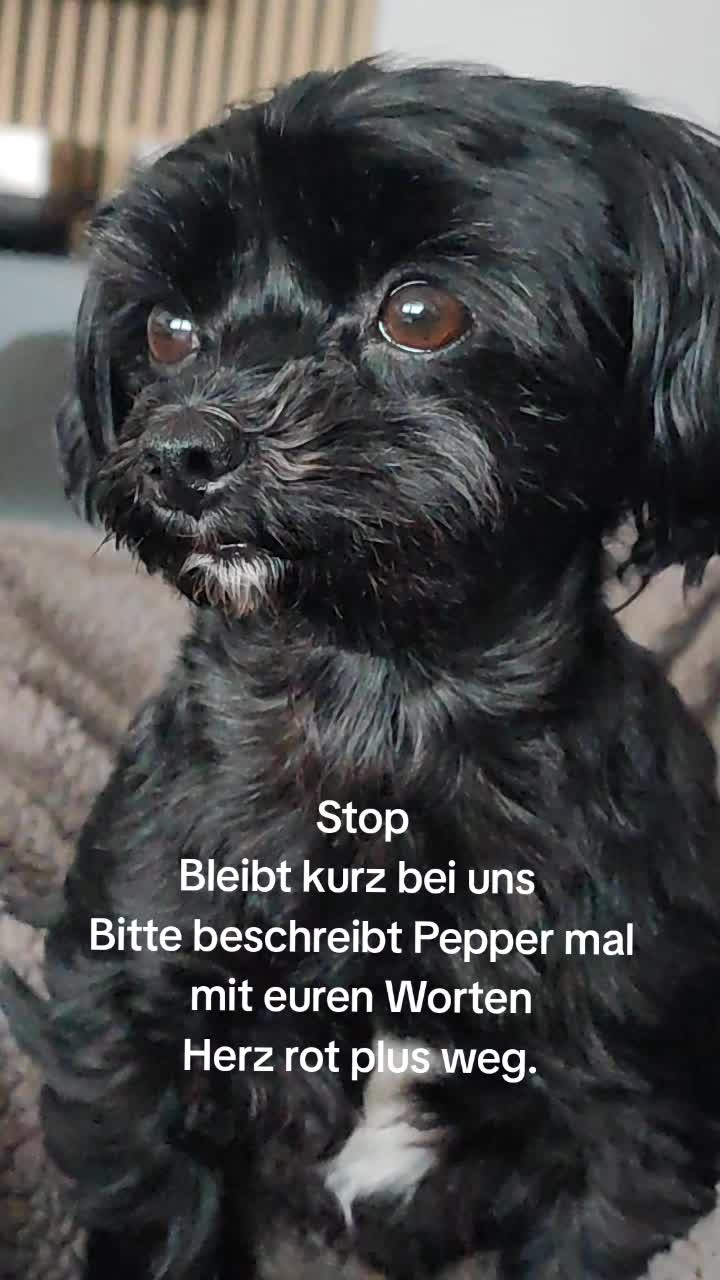 @P&ouml;ppi