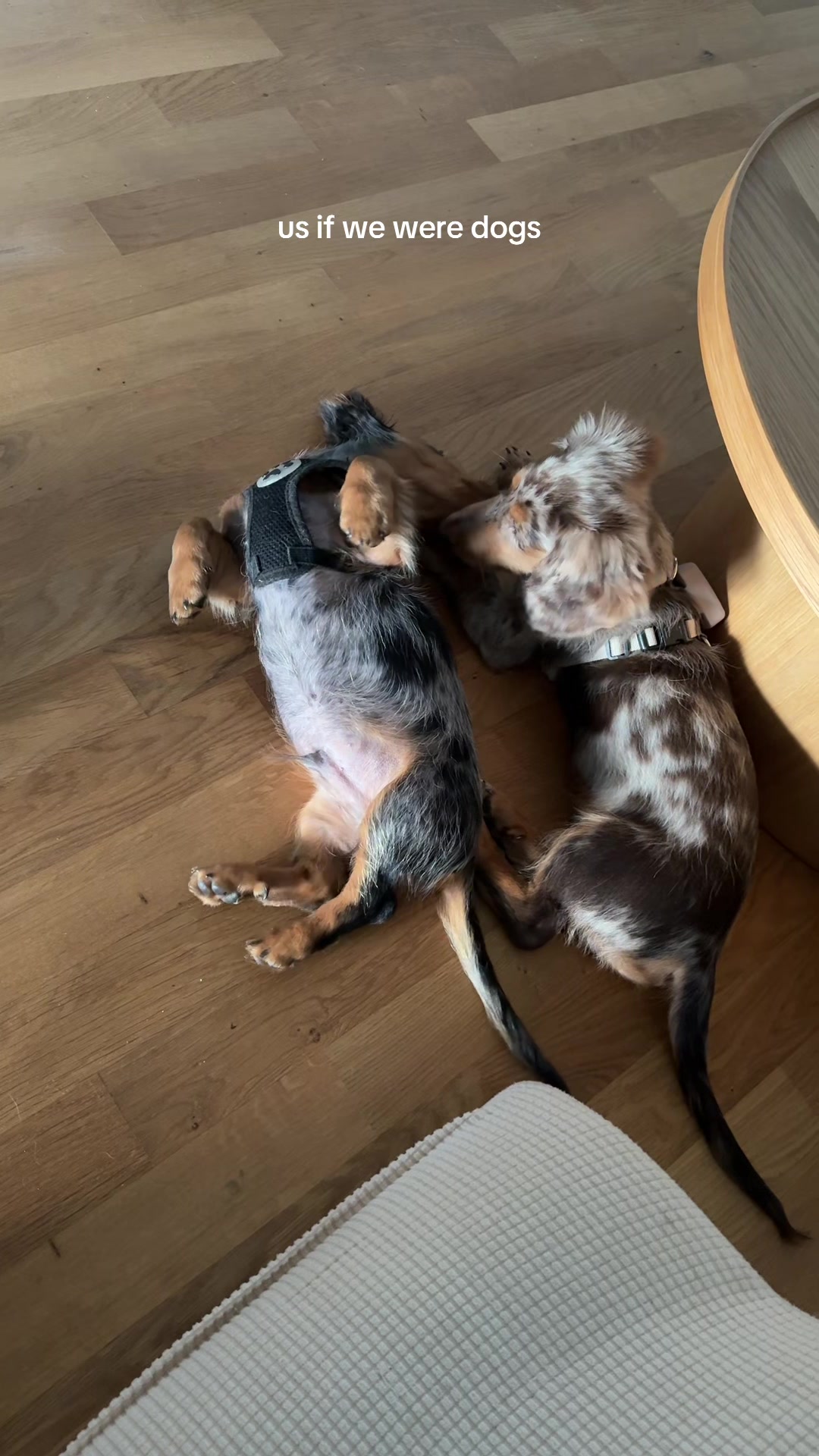 @Lio&Lou I Dachshund