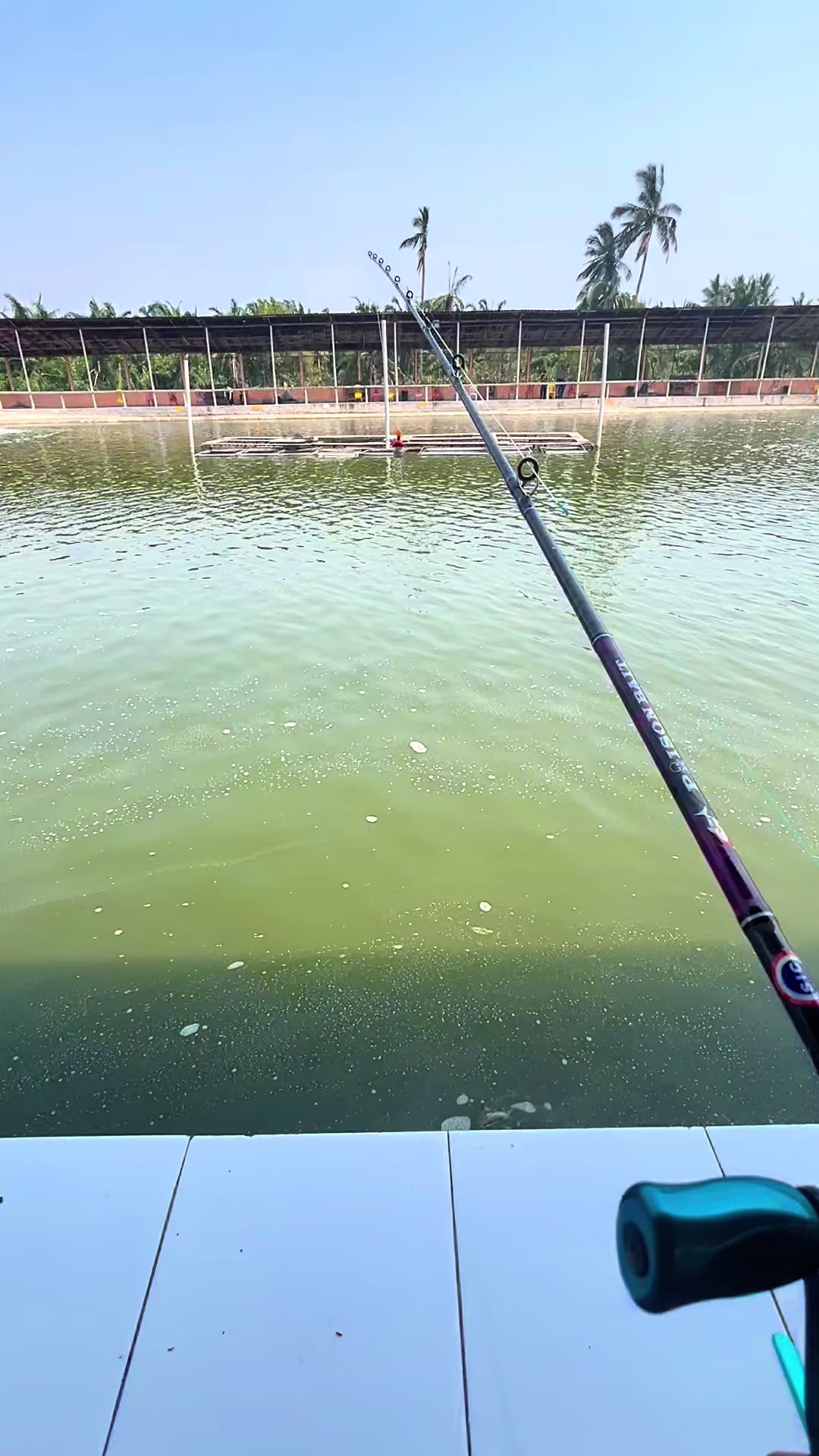 @M Z Reel 🎣