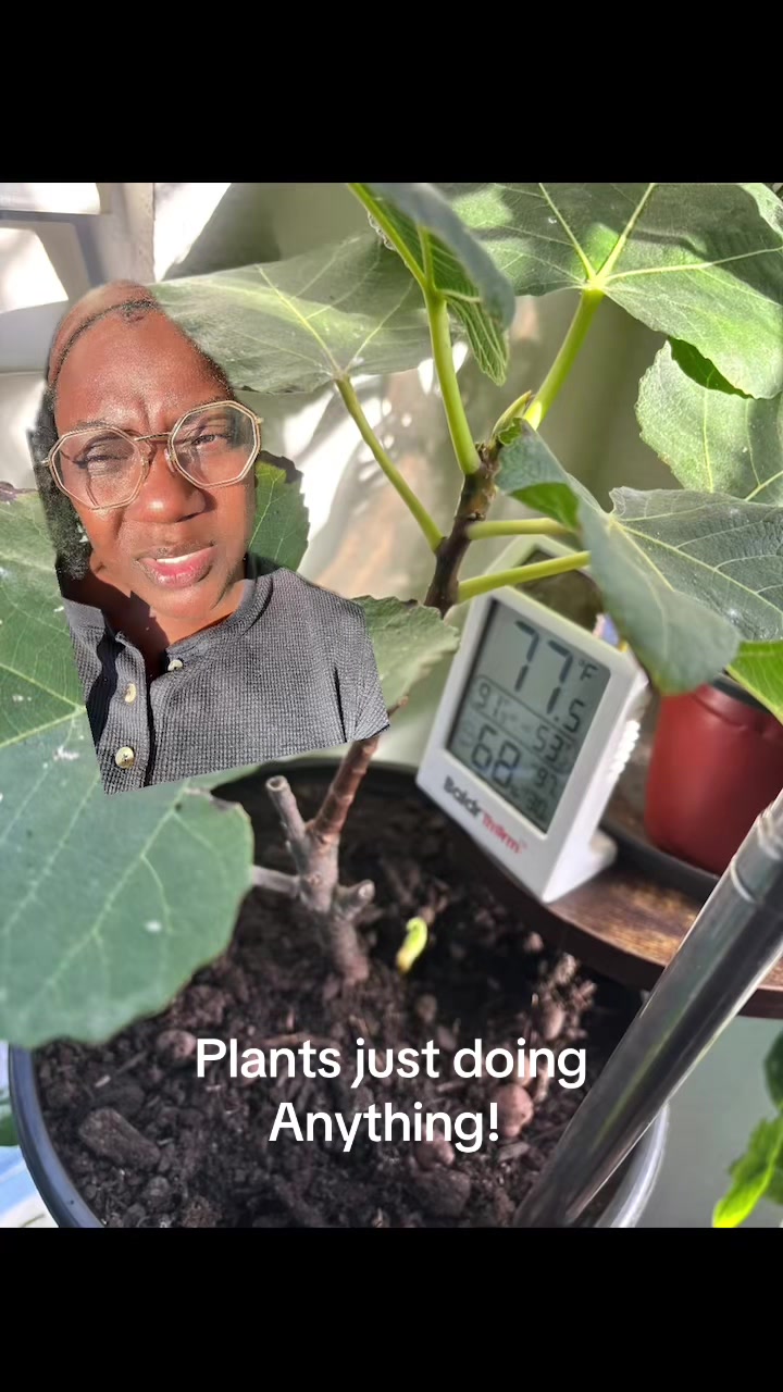 @greengirlgardens