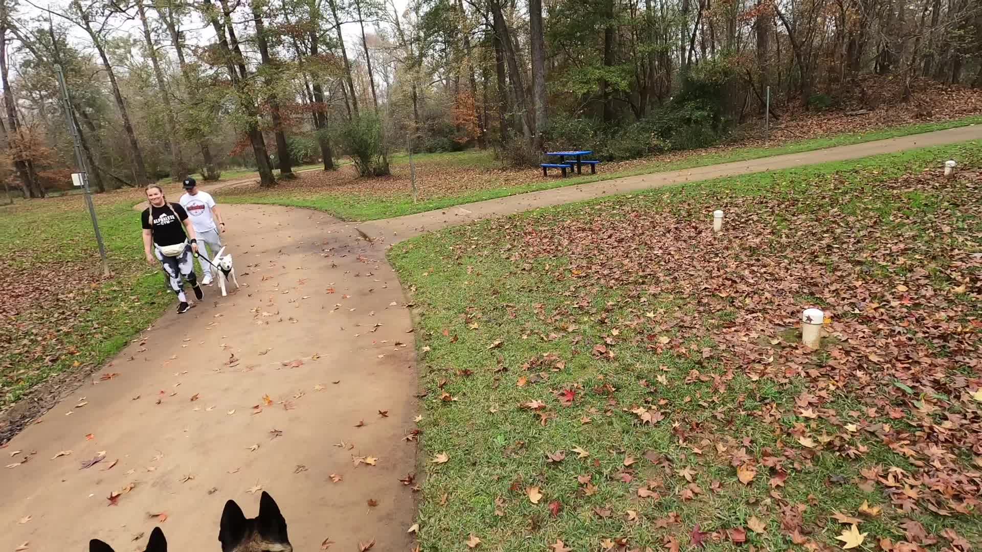 @Malinois Raptor