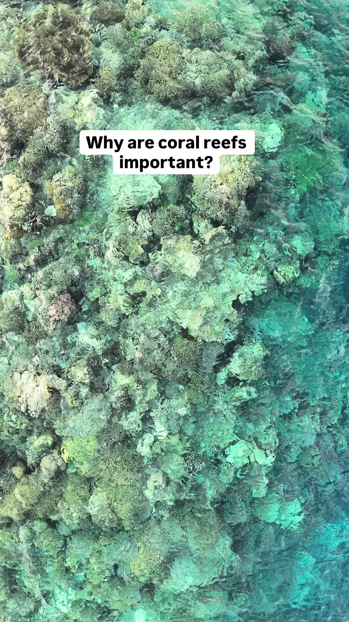 @The Dive Compass