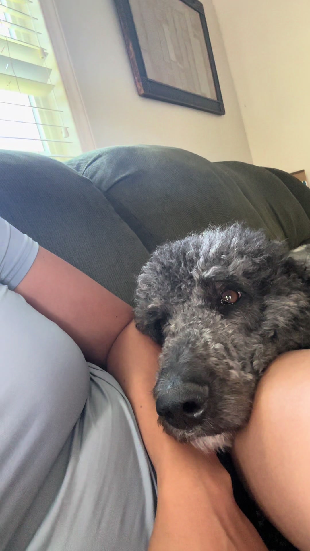 @Luna - The Goodest Labradoodle