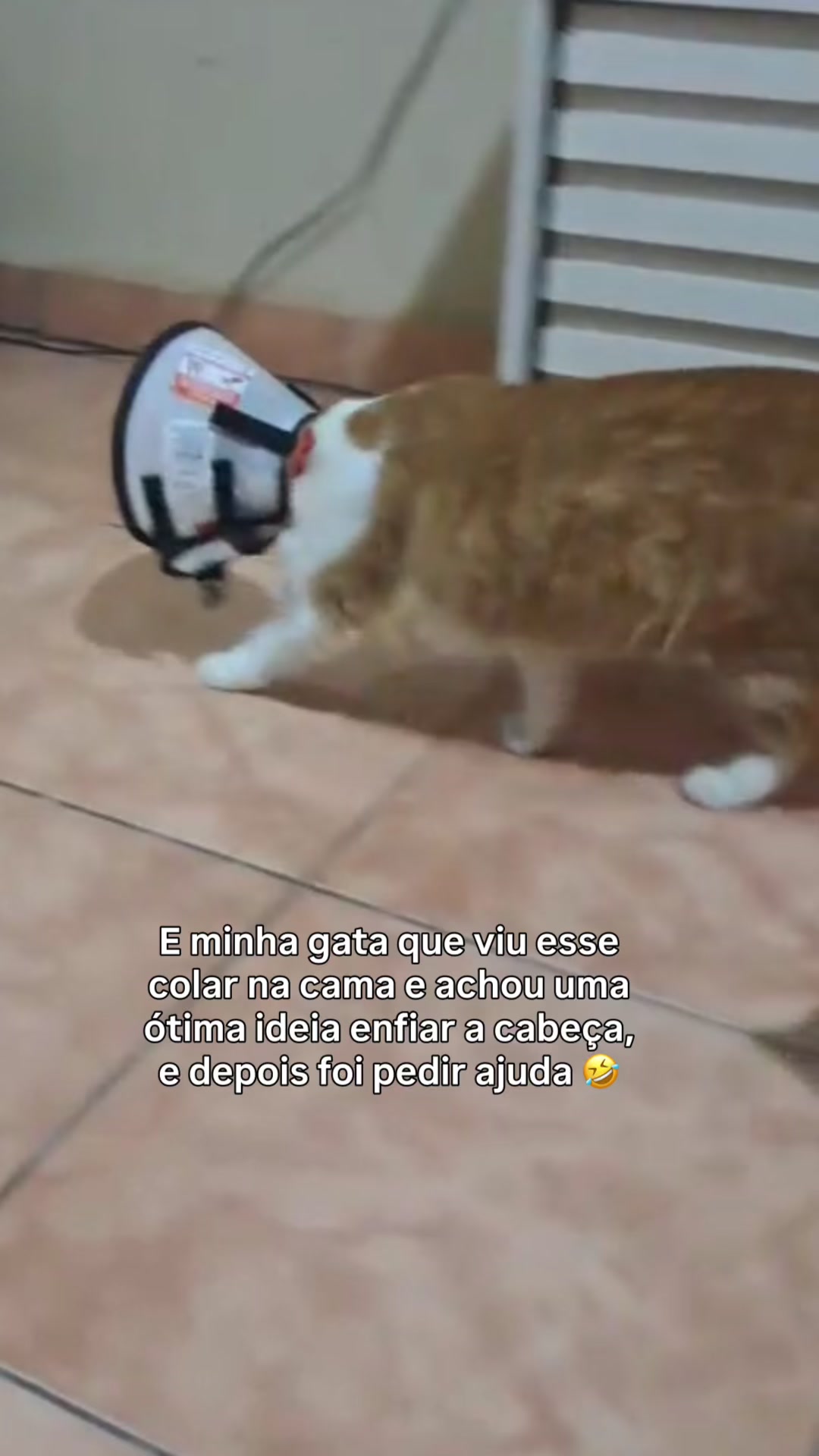 @loheseuspets