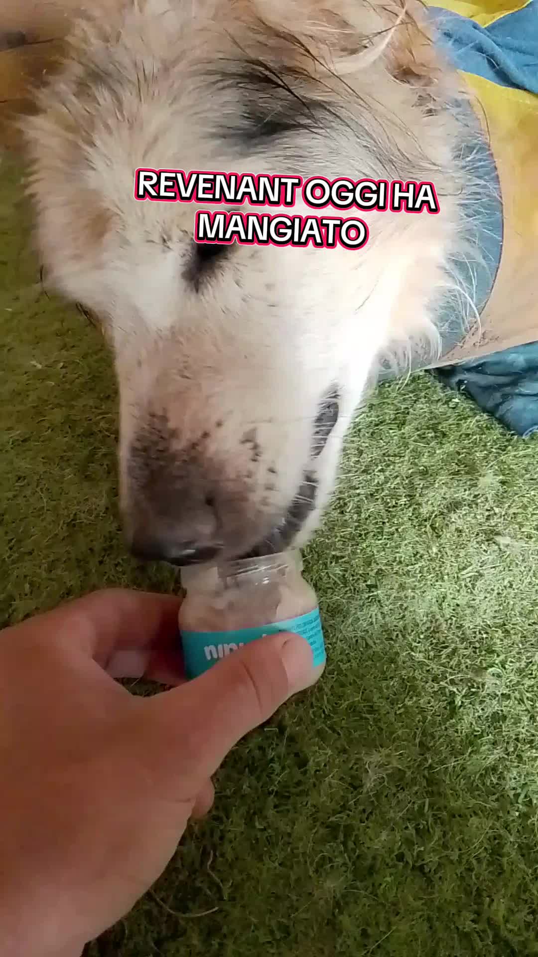 @Biagio Nasti Pelosisos
