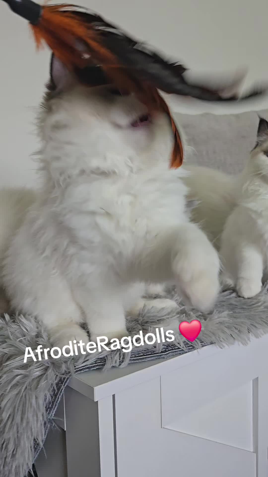@AfroditeRagdolls💖