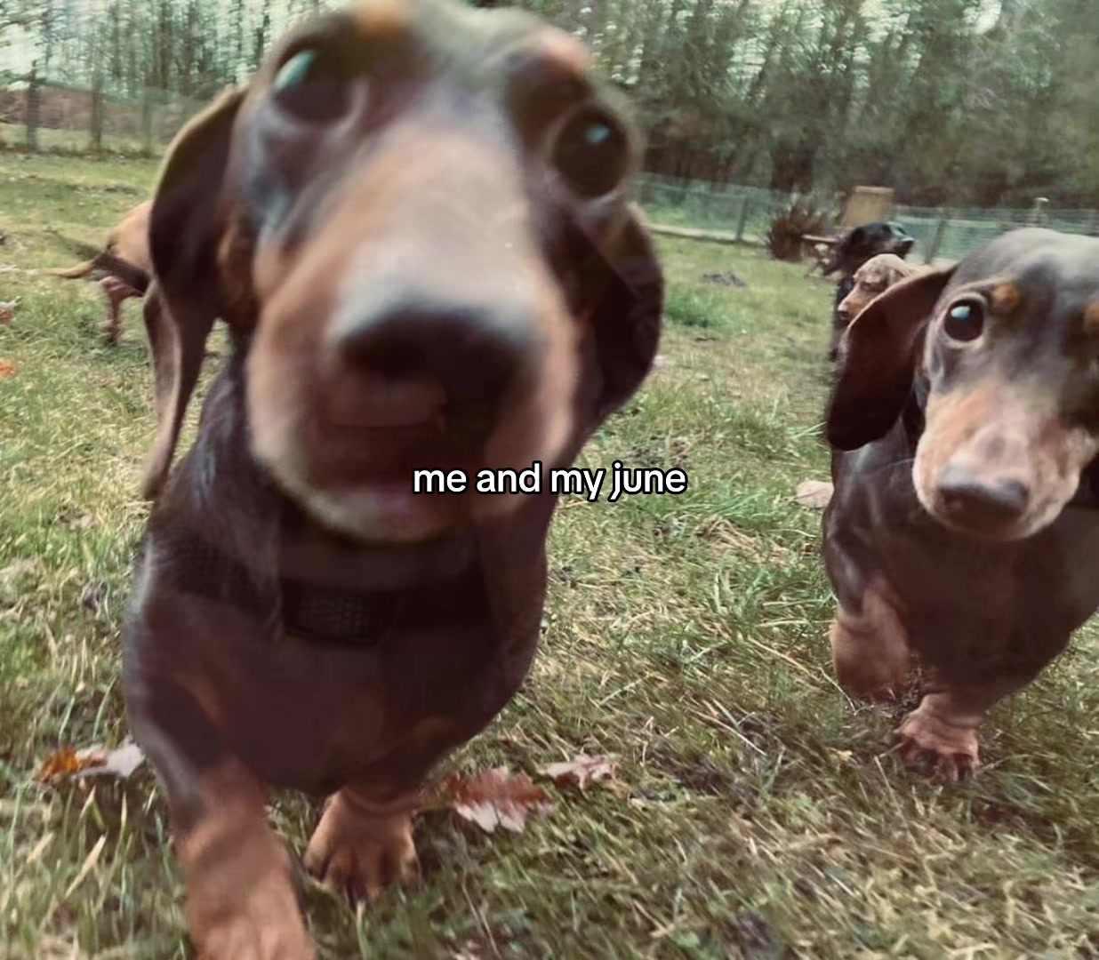 @wzxdhdv