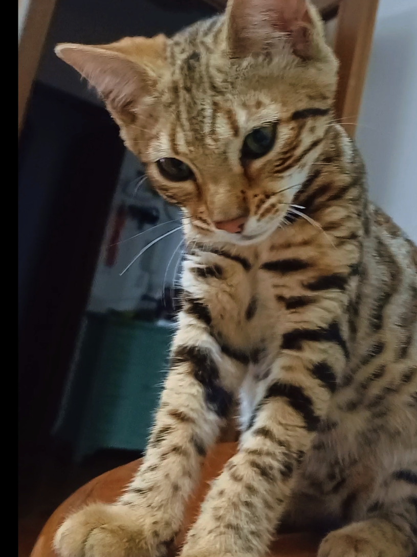 @rio.supercat