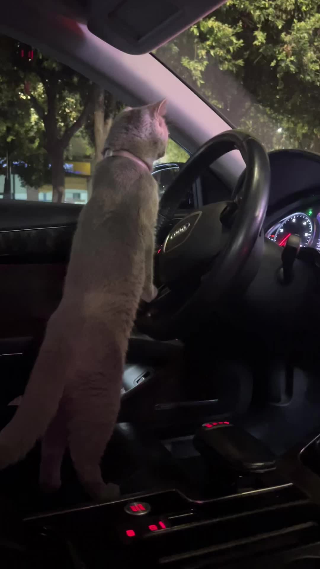 @matchaathecat