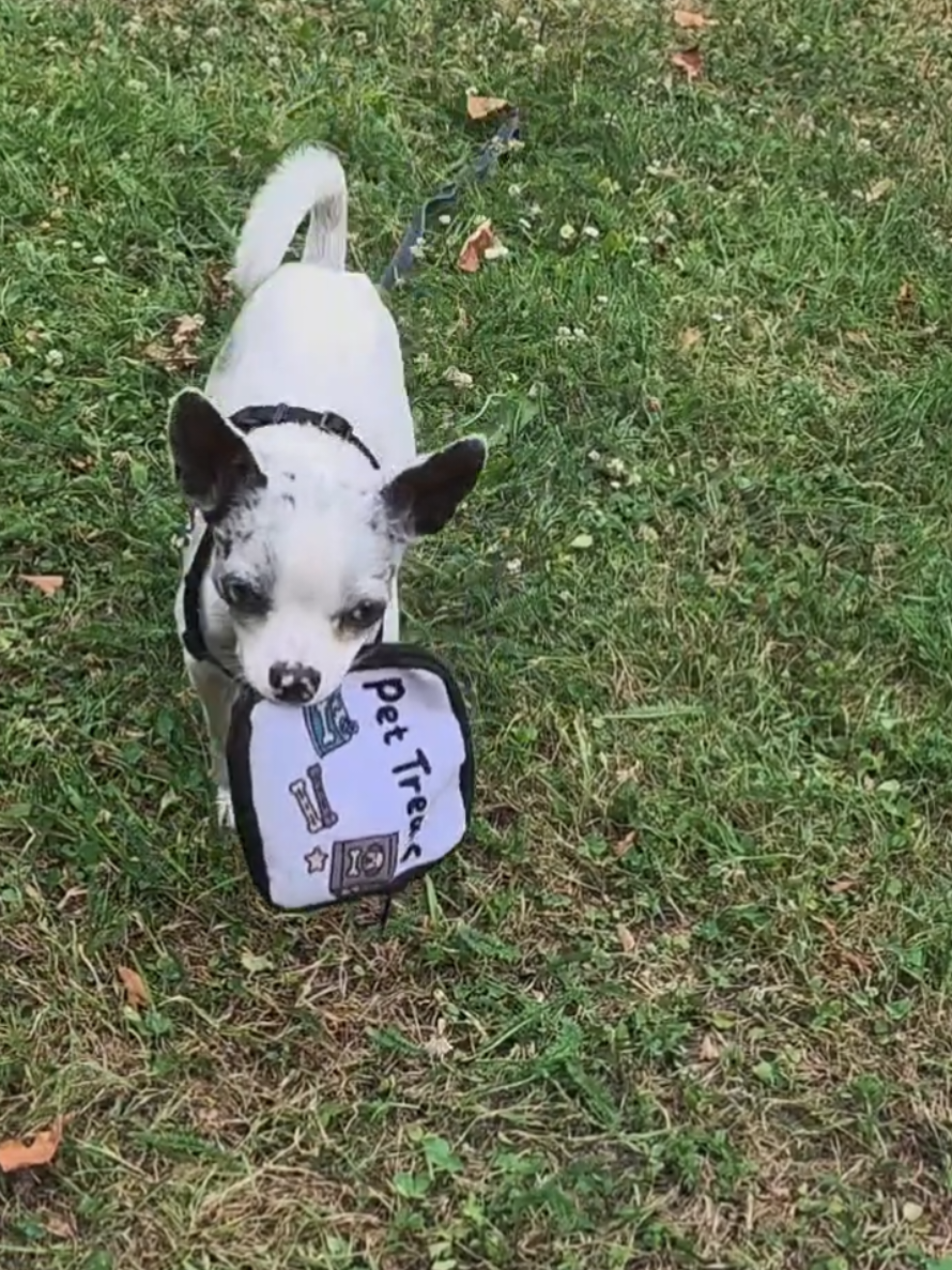 @Jerry_Coby_Chihuahua