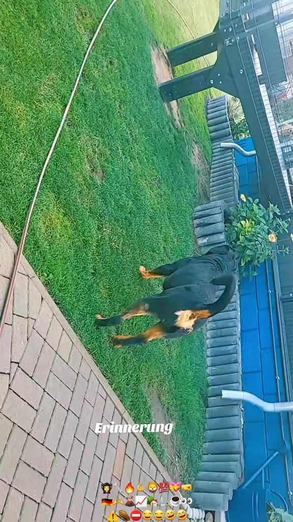 @Rottweiler Bruno