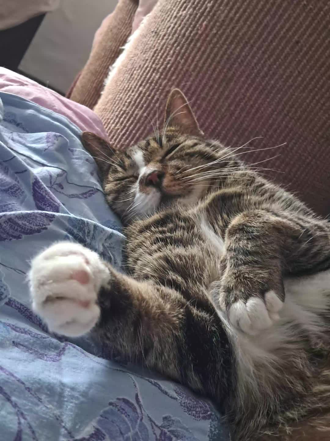 @Badcat _DHC🦁🦁