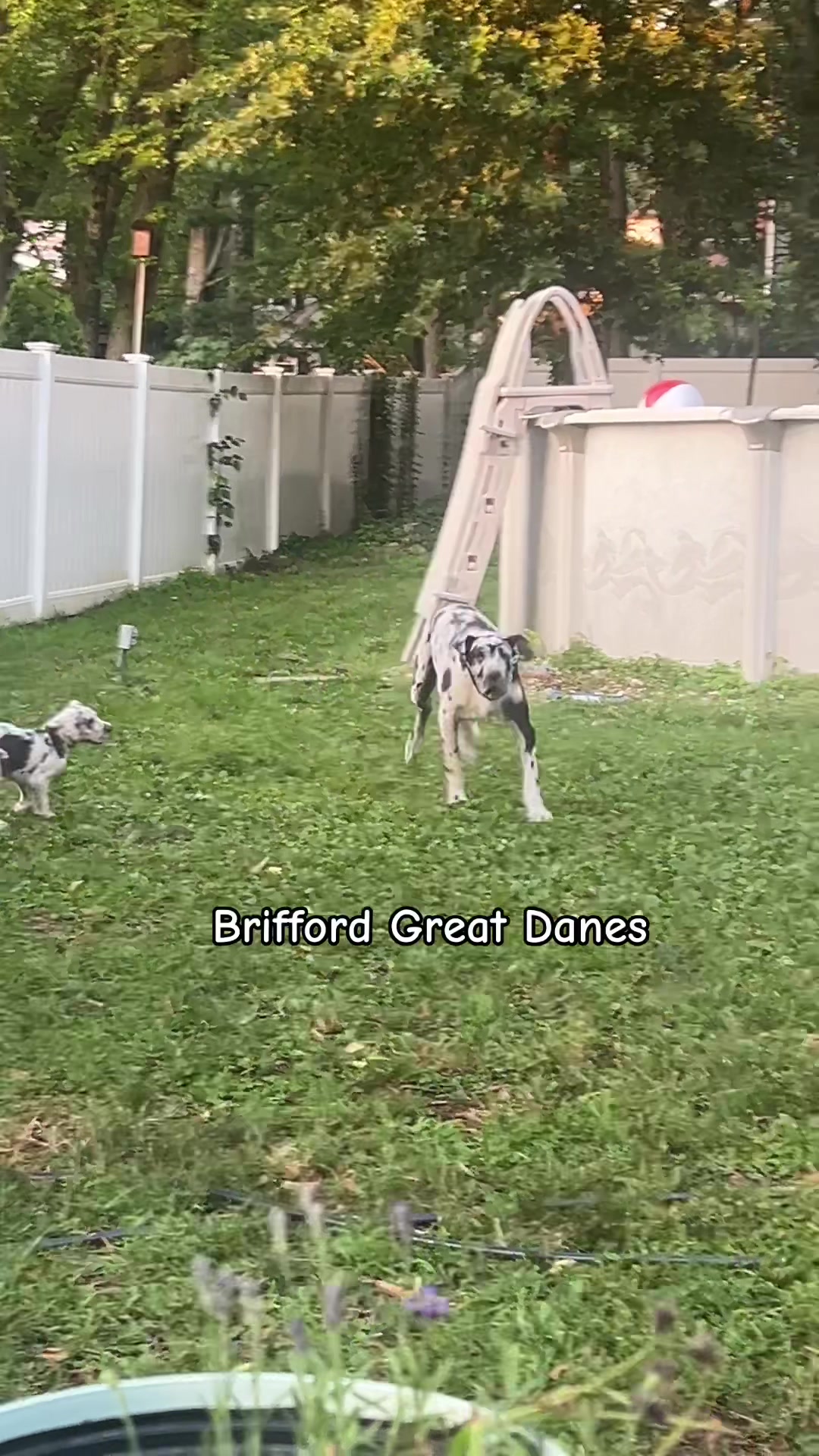 @Brifford Great Danes .com