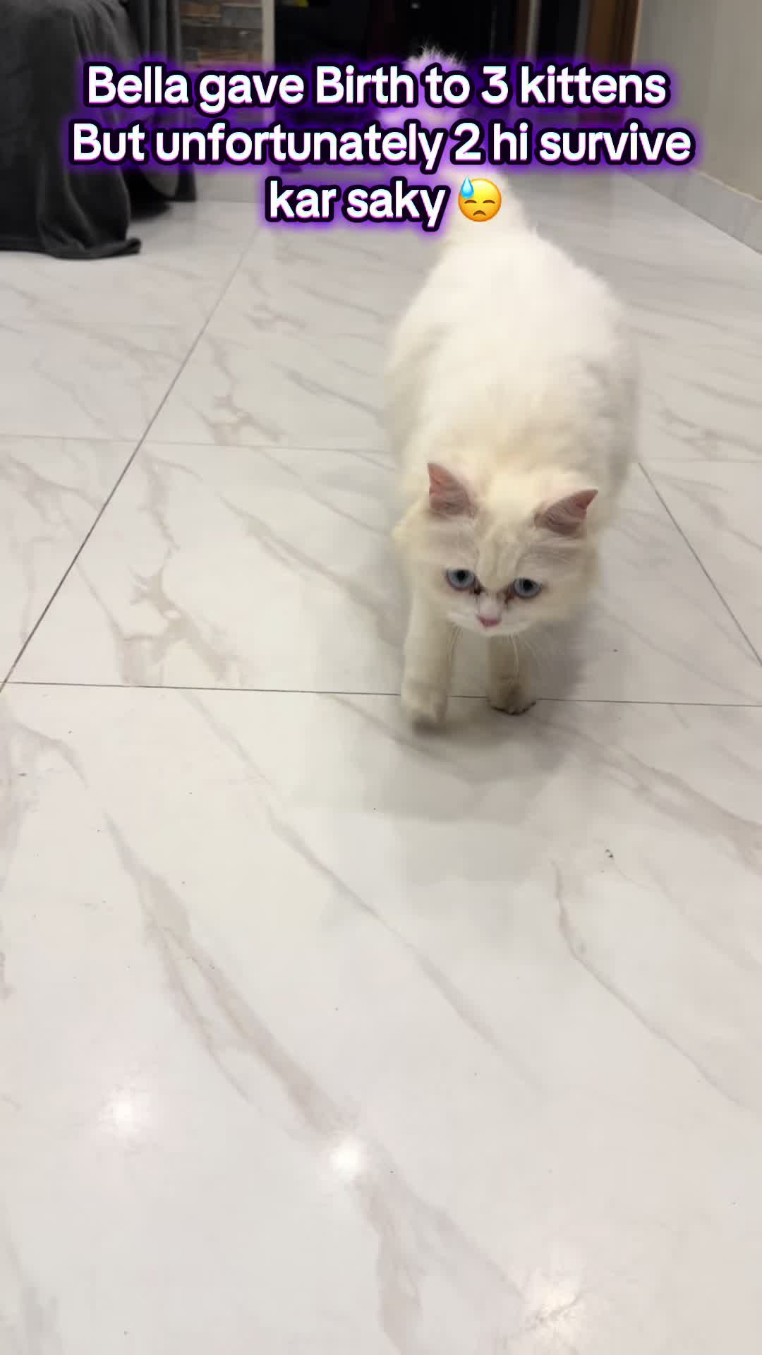 @Mehrab Ali♥️