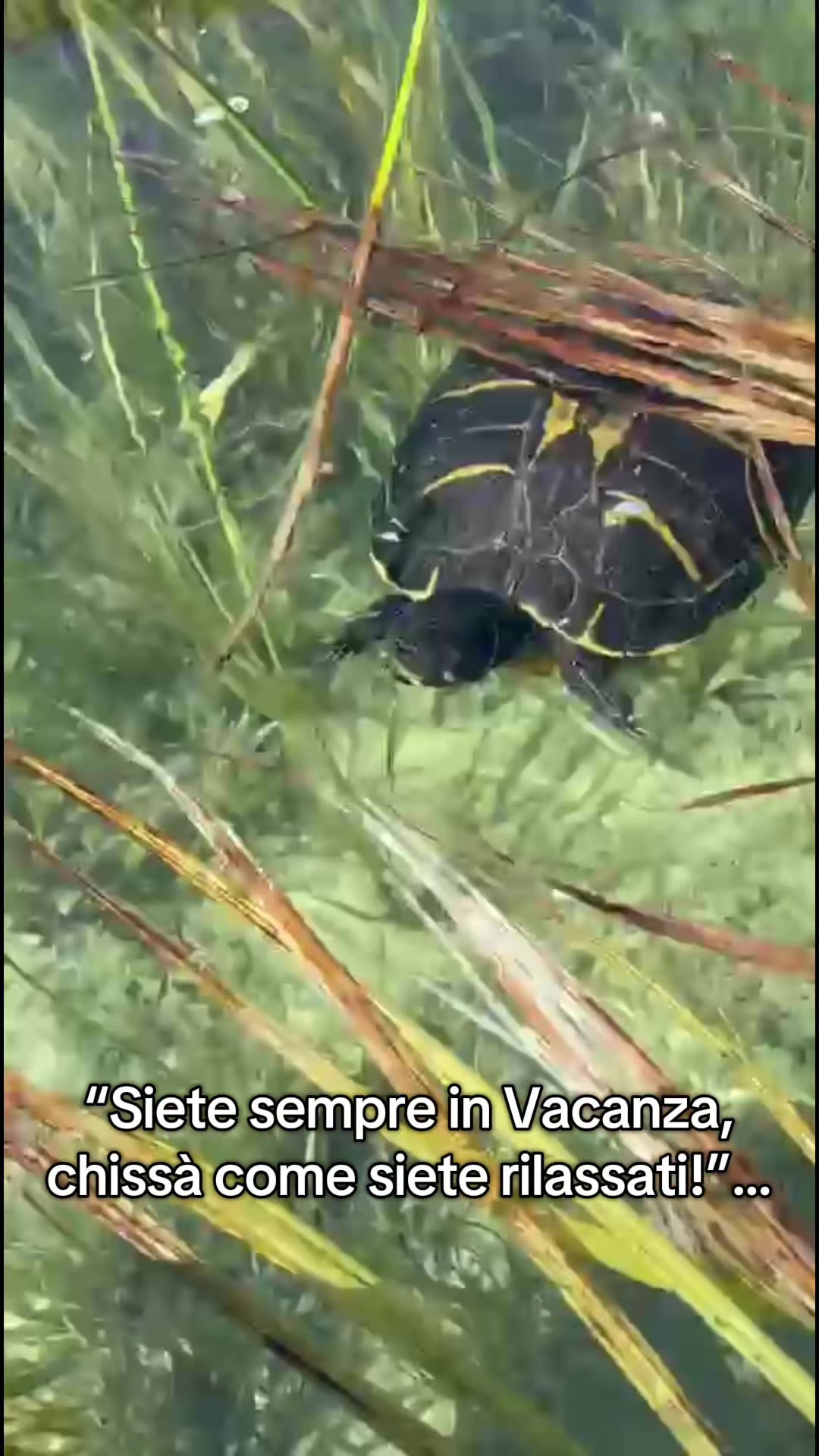 @Ylenia