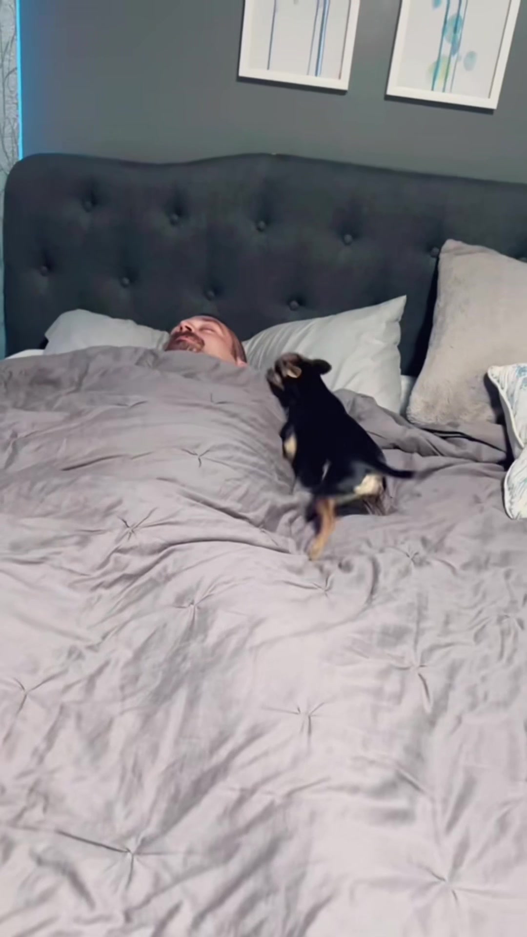 @thechihuahuafamily1