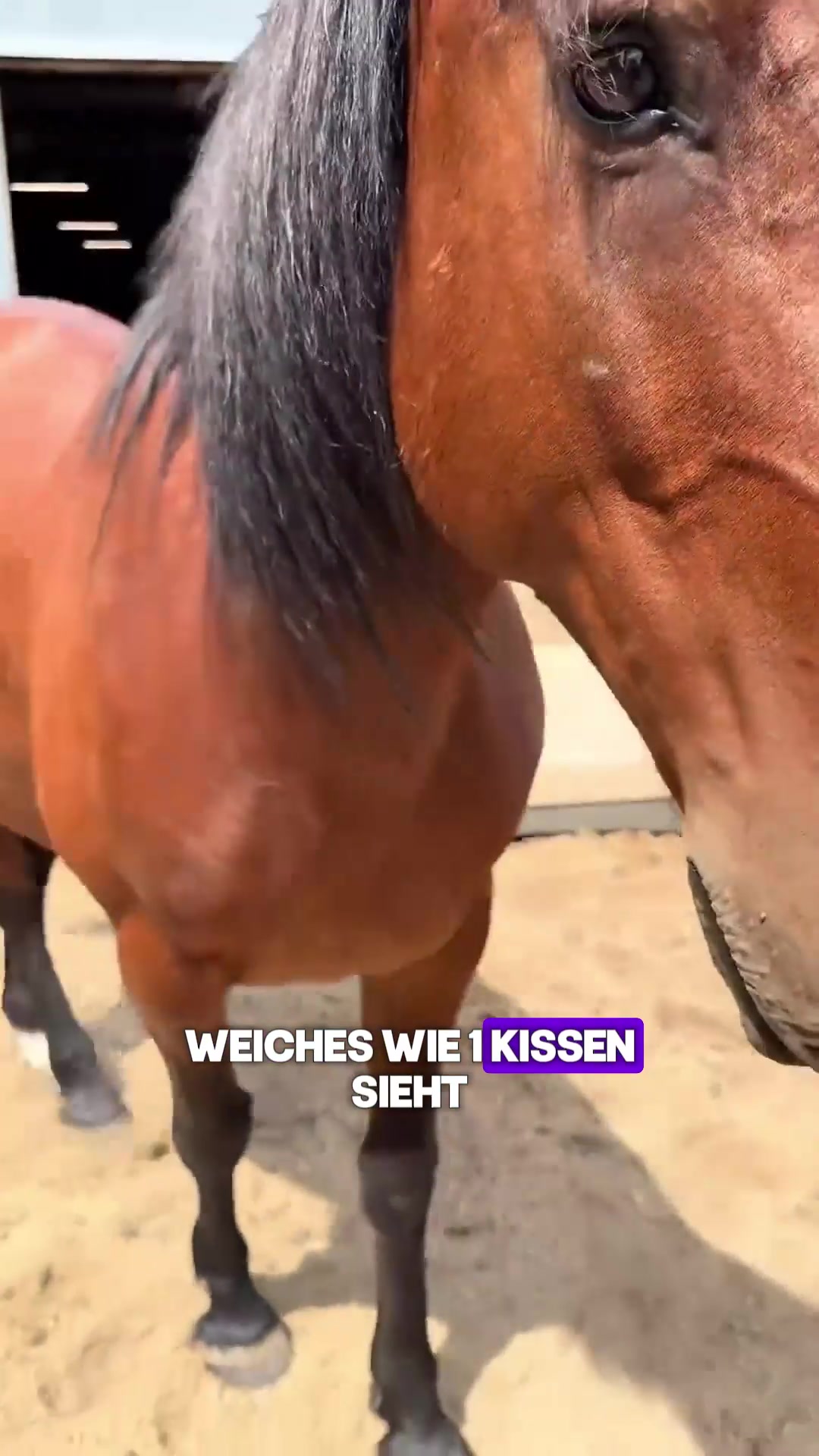 @Tierheim