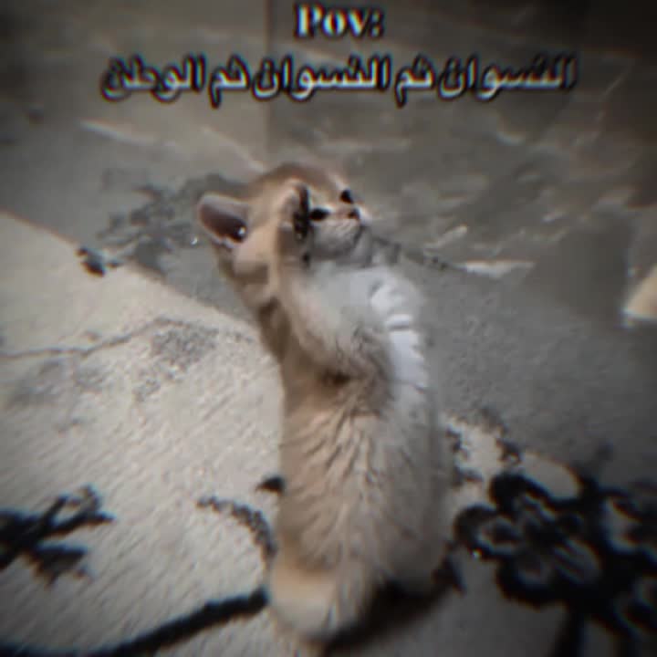 @جوجو| 𝐉𝐨𝐣𝐨 𐙚 ~