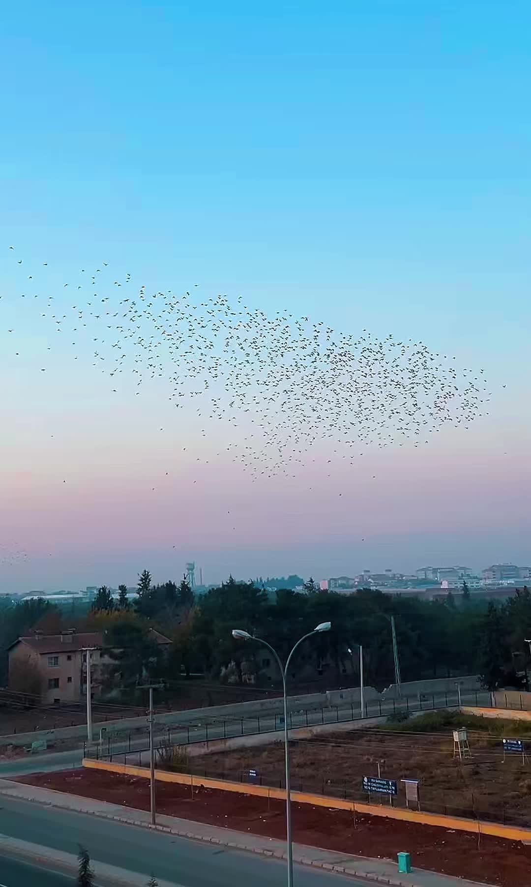 @🇹🇷 MaRaŞLI🐺