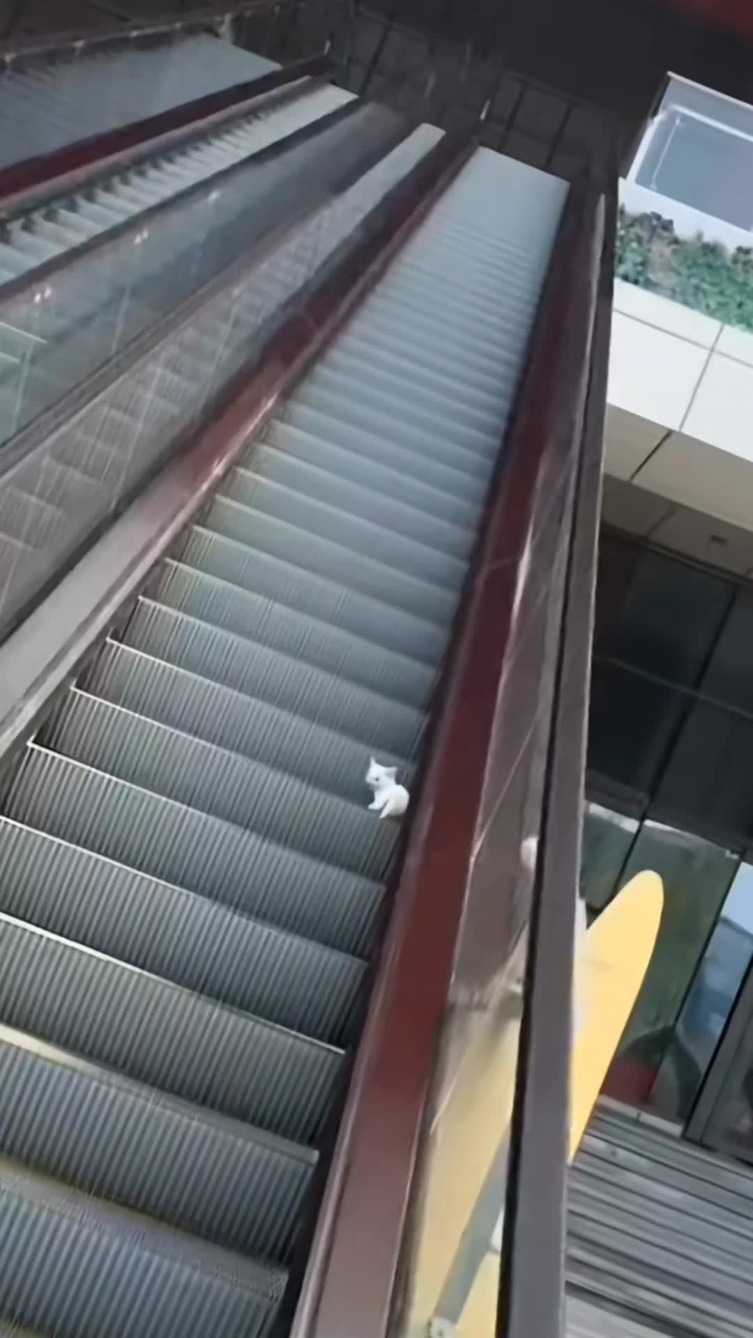 @catnipcrazee