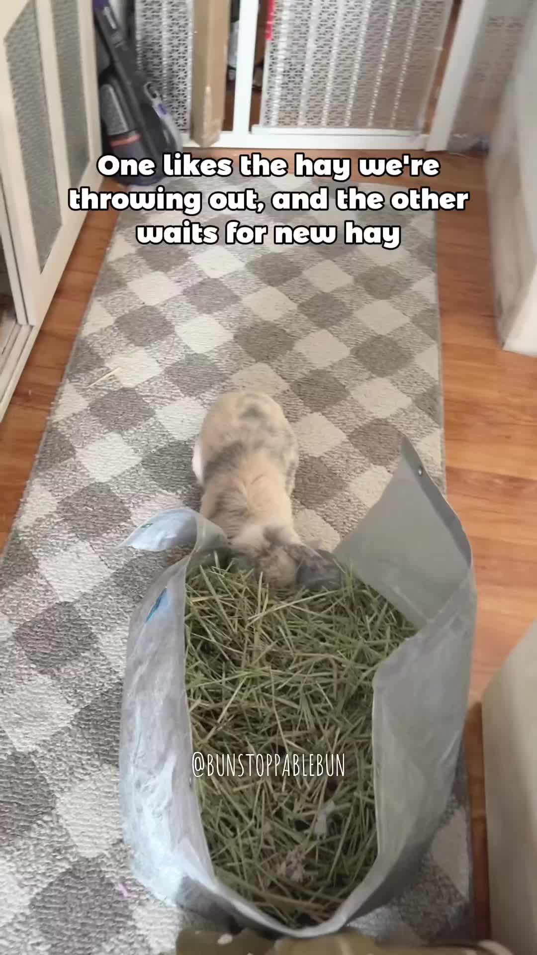 @BunBun, Mochi🌈, Chewy