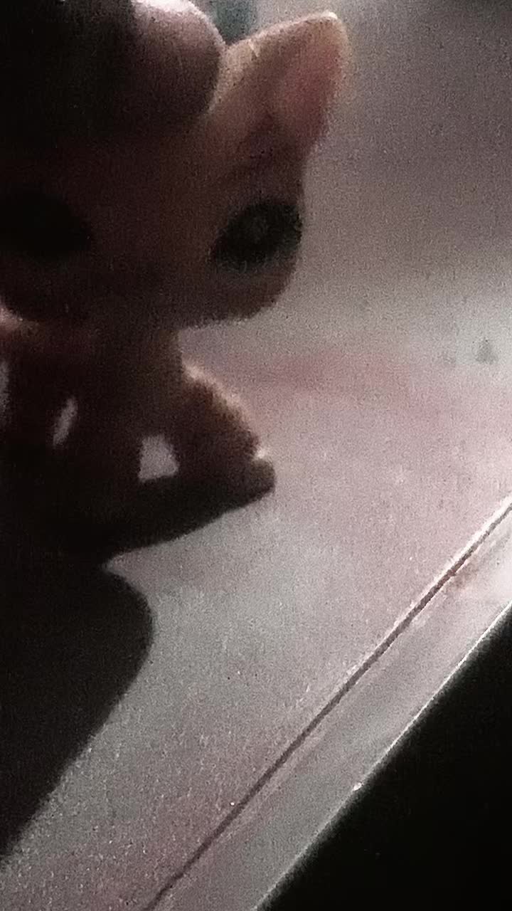 @𝓒𝓾𝓹𝓲𝓭 𝓛𝓹𝓼 🐾