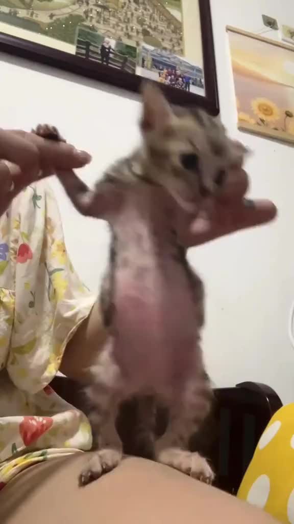 @catbosssss