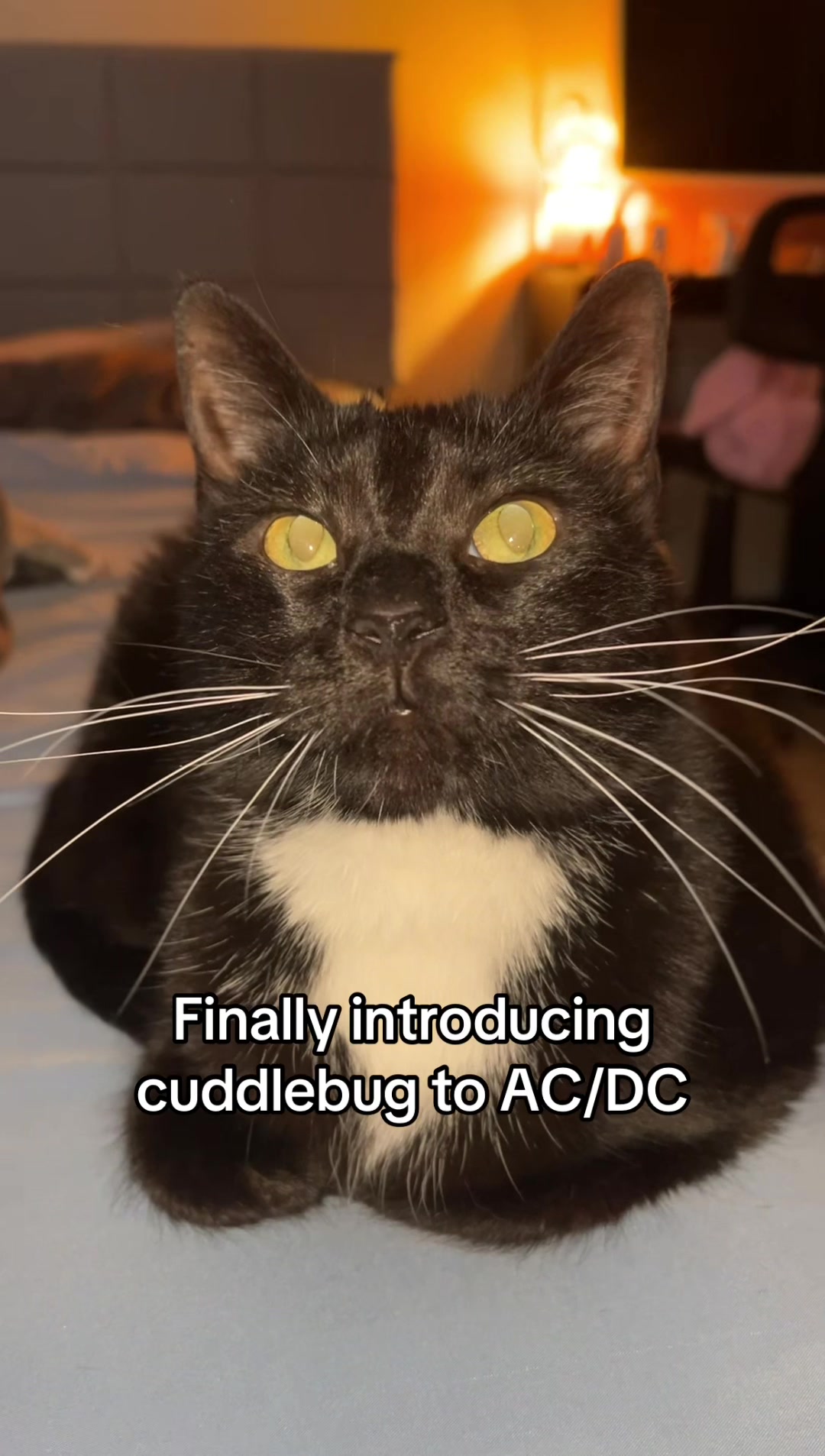 @CuddleBug