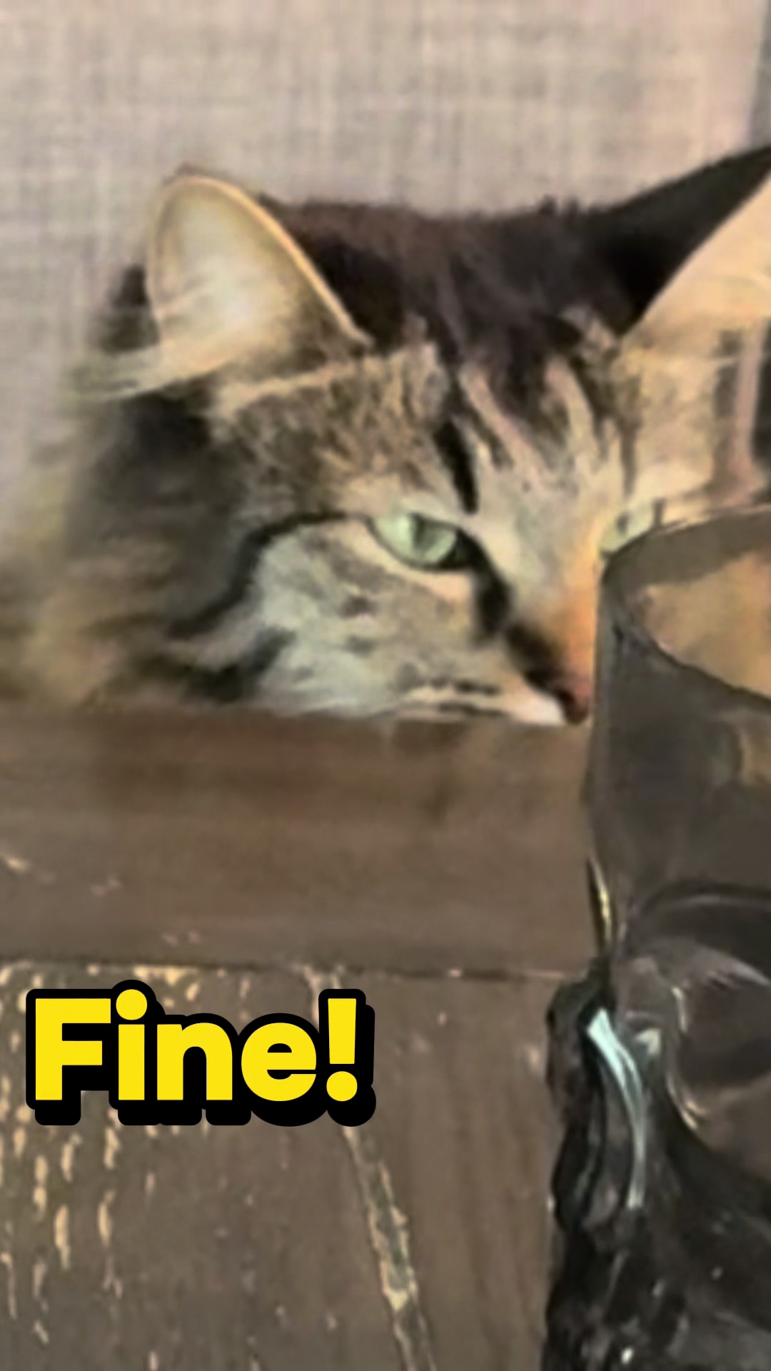 @RoxySnowballCatDrama