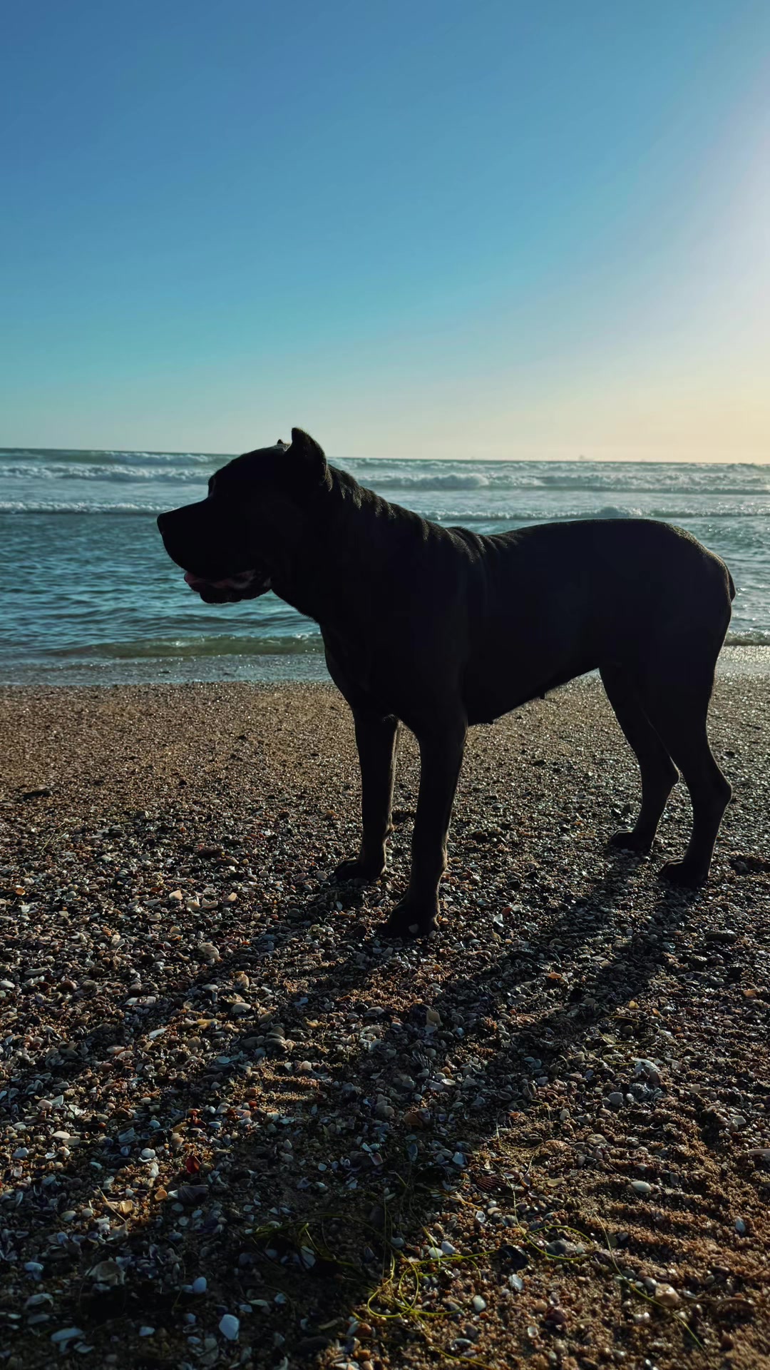 @noblepridecanecorso