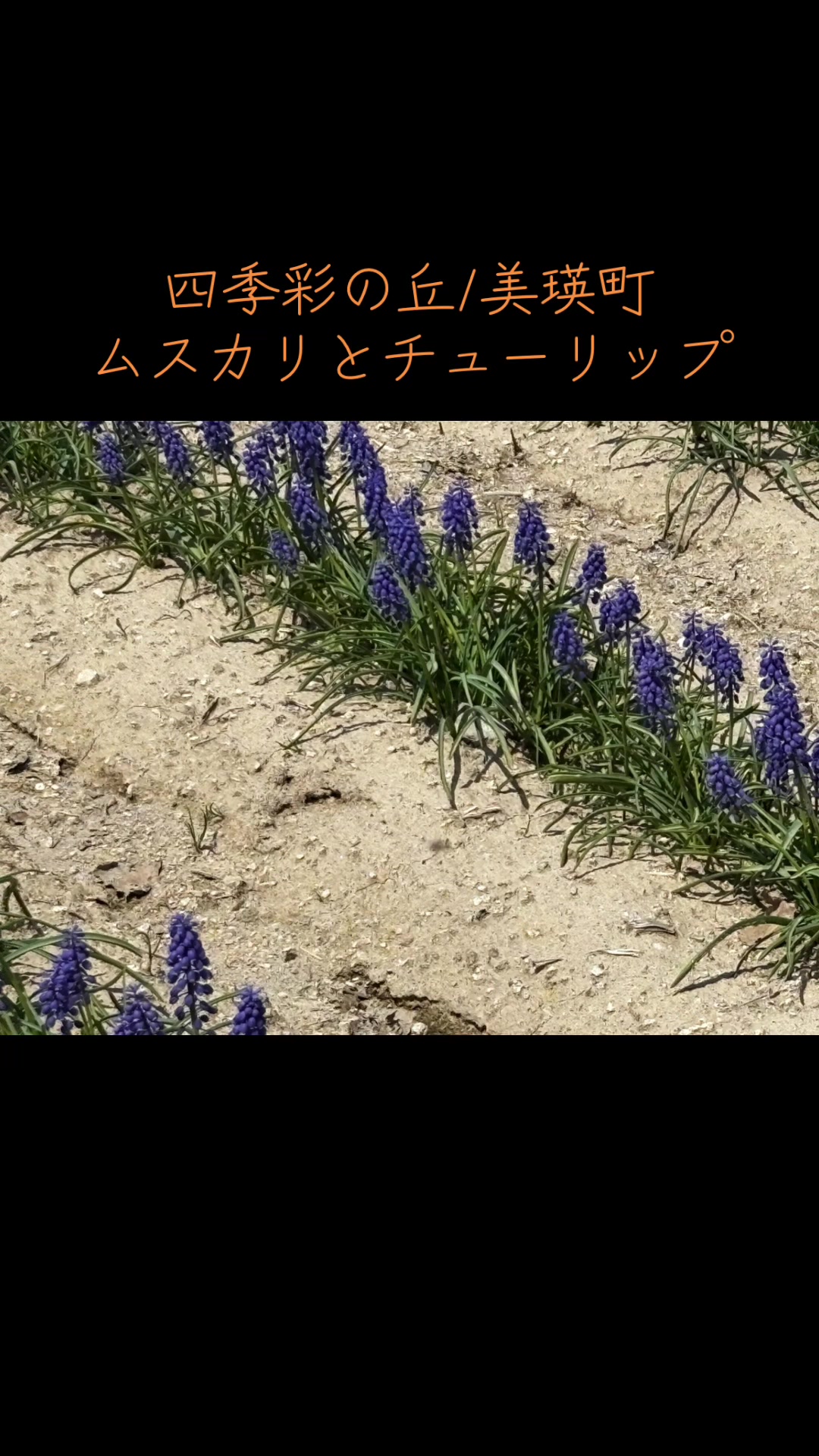 @ぜる
