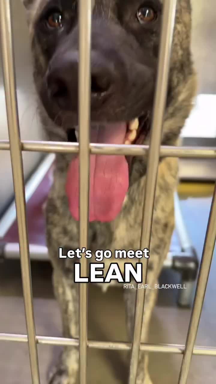 @Cane Corsos