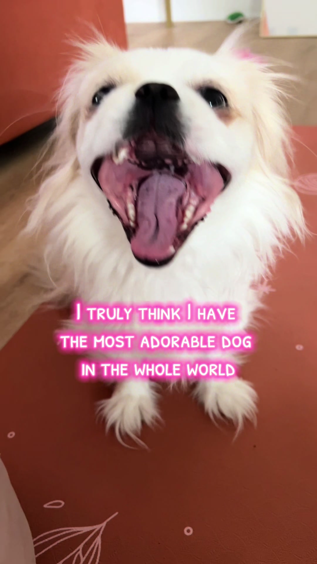 @toe beans inc!🐾