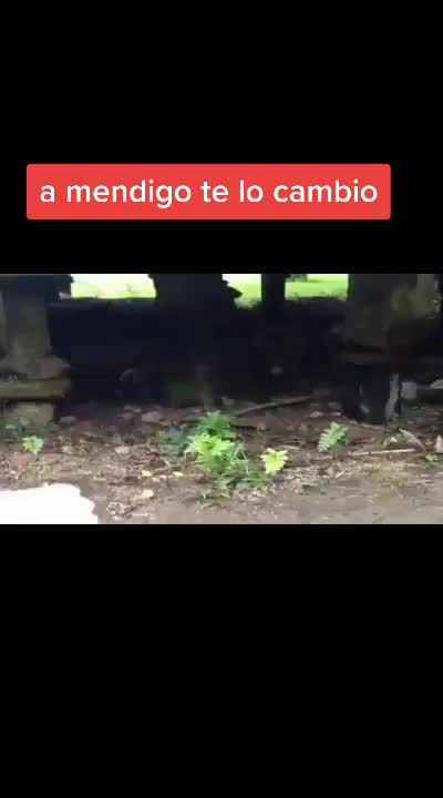 @el puma de manzanillo